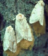 Gypsy Moths laying eggs